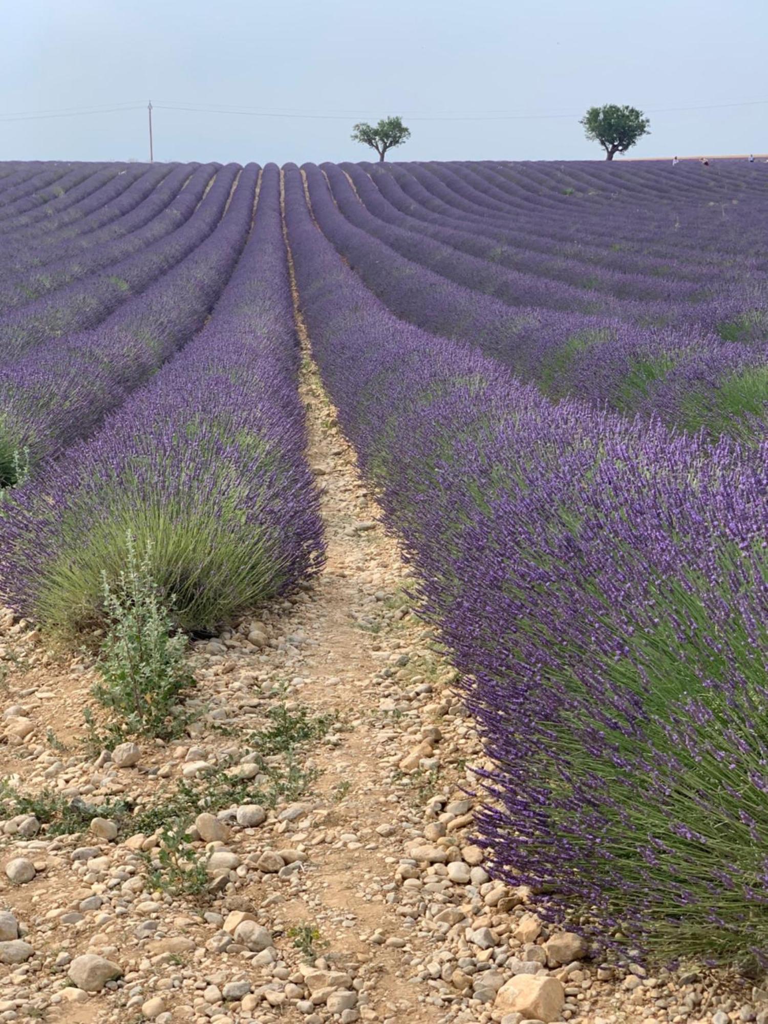 Studios Nuitee En Provence Aix-en-Provence Exteriér fotografie